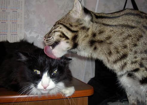 当翻盘的剧本被改写，当统治的定义被重塑，竞技场上唯一的真理