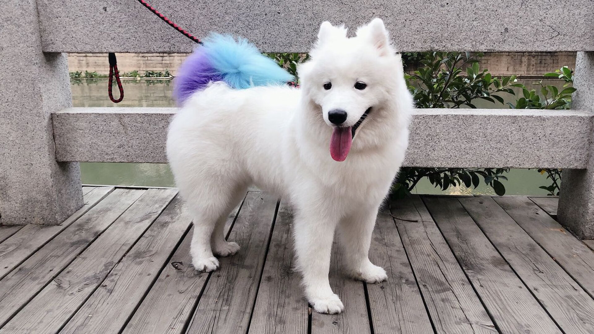 盛宴之上,当总决赛的室内焰火照亮温网古老的草坪—穆雷的燃情与网球的变奏