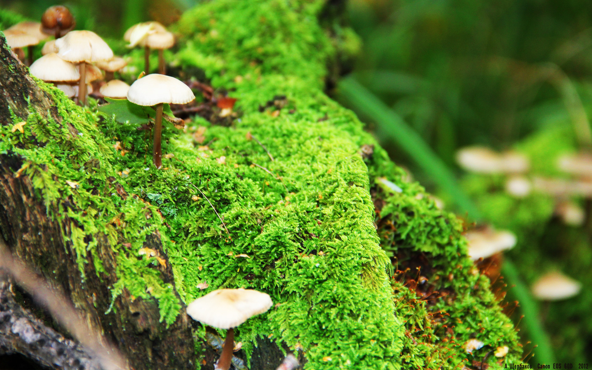 时空裂隙与篮球江湖，当广东队冲垮篮网，利拉德成为联盟关键先生