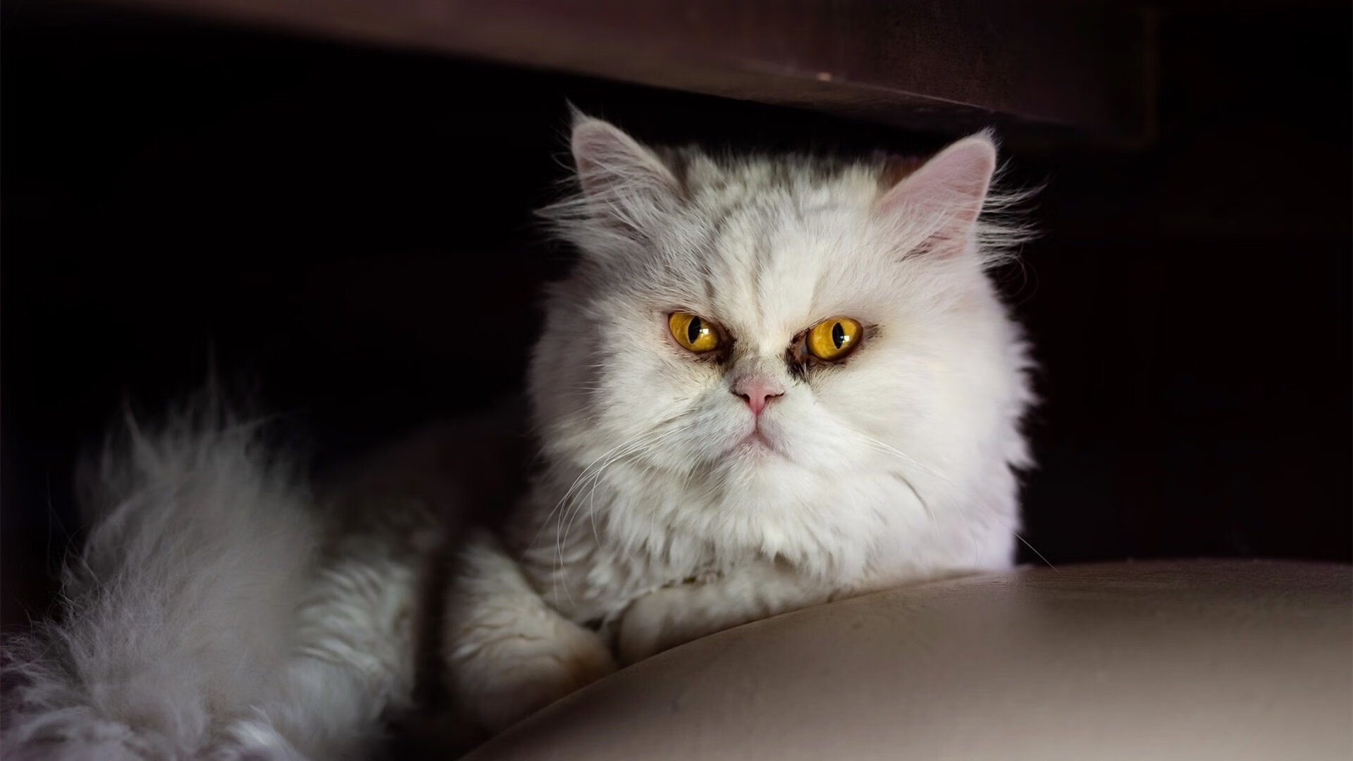 绝境熔炉，奥利维耶重压下的爆发与澳大利亚的战术重锤