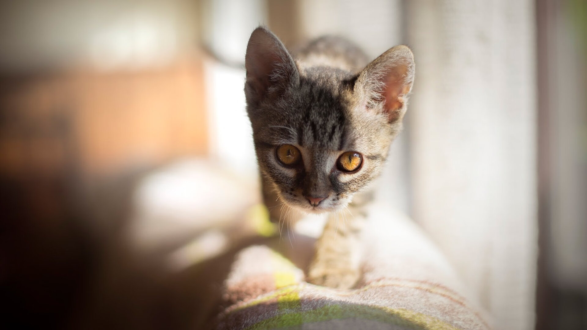 跨越边界的掌控力，从印第安纳大捷到世界舞台的贝恩时间