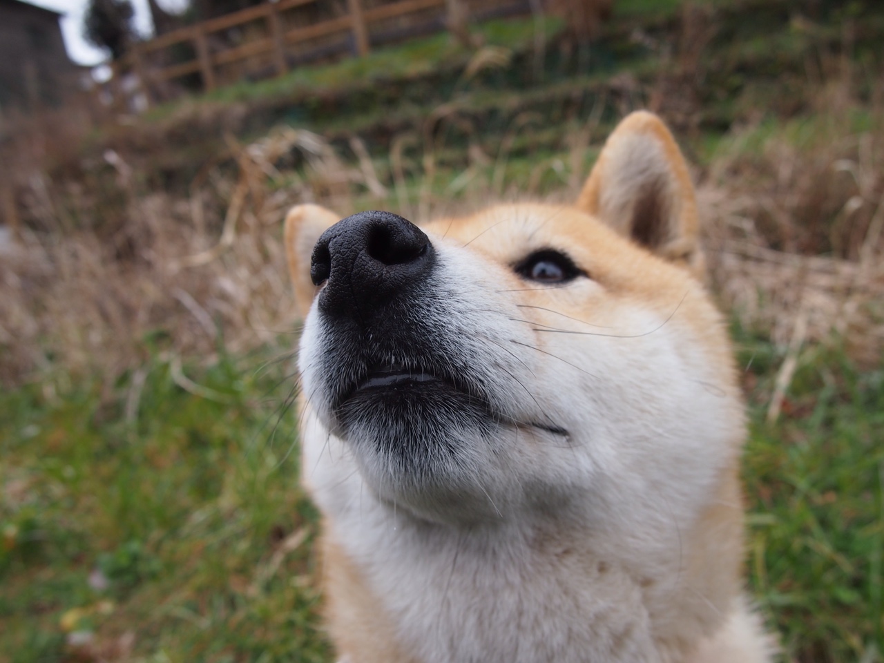 冰山崩裂，当阿特拉斯雄狮在奥运关键战啃碎非洲巨人