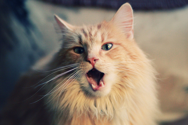 赖斯时刻,雷恩绝境破冰,奥运周期的关键接管