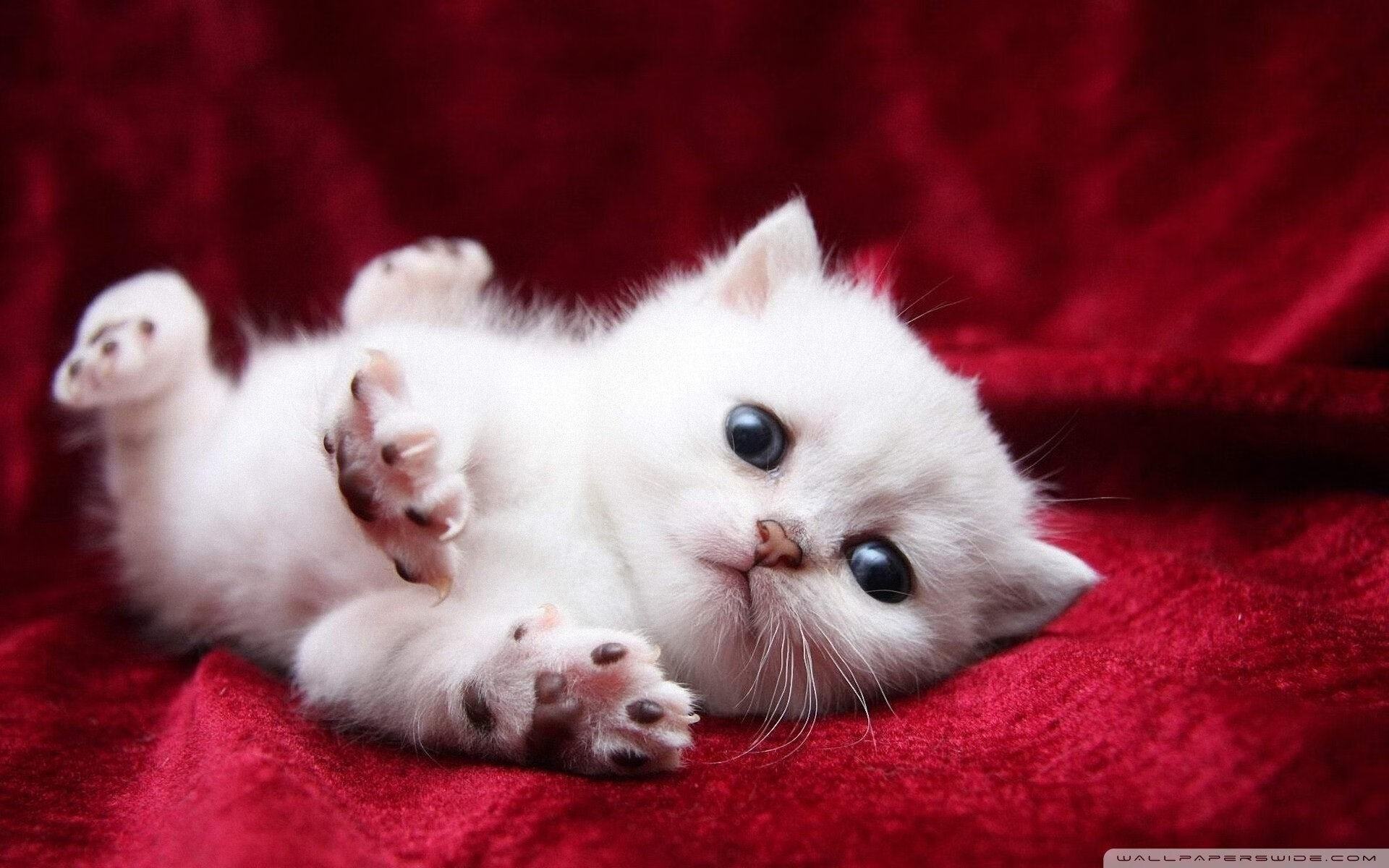 魔笛奏响进攻狂想曲，大黄蜂险渡爱尔兰险滩