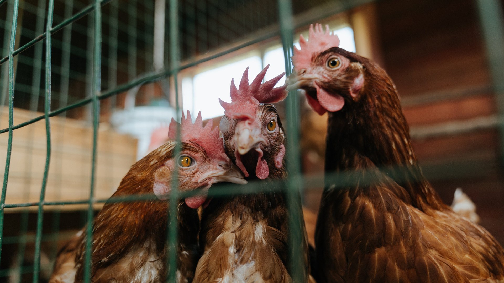 当篮球与引擎共鸣，文班亚马的赛道交响夜