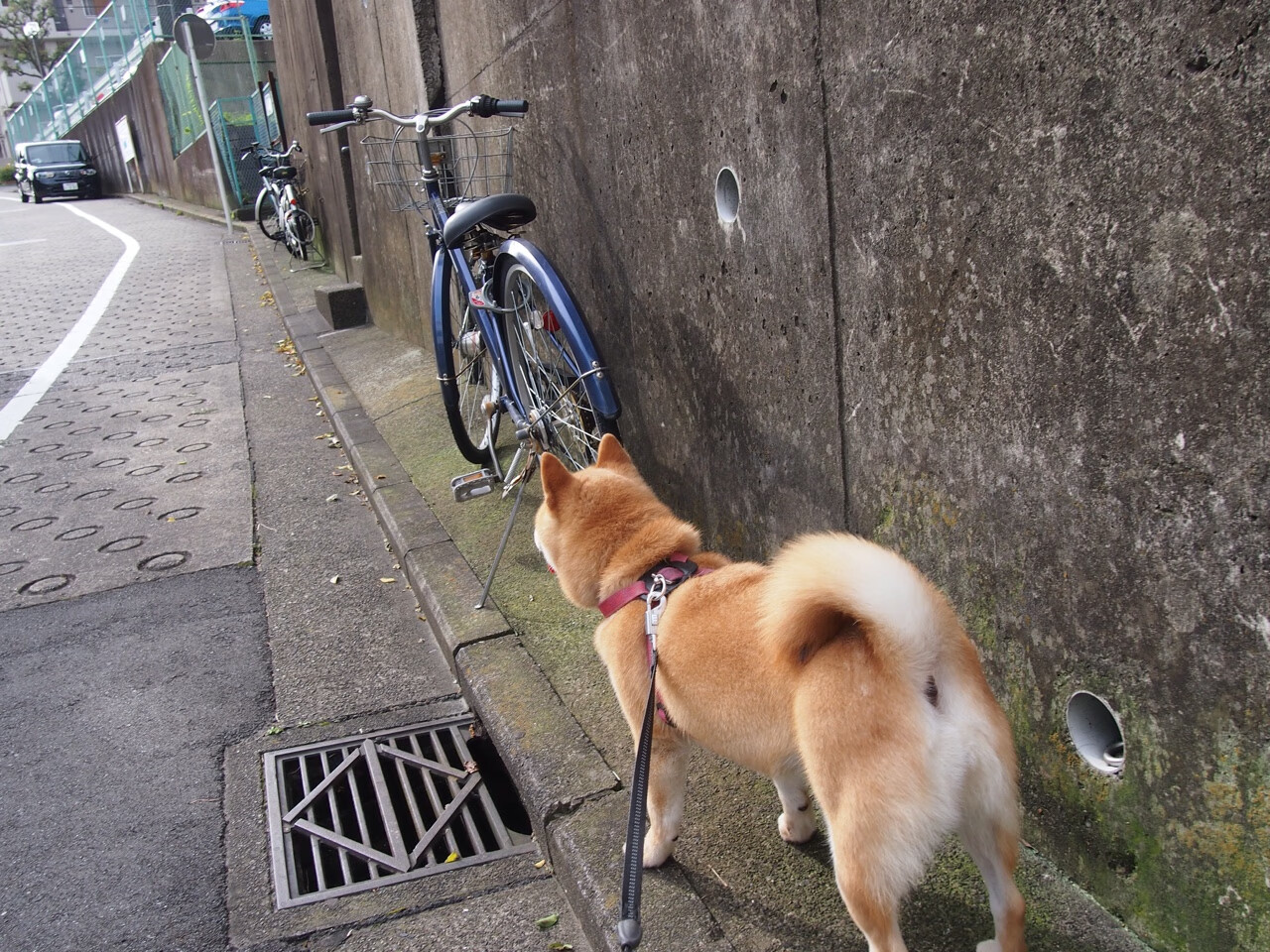 当NBA战术板遇见F1赛道，广东队如何压制开拓者，而欧文又如何接管巴林？