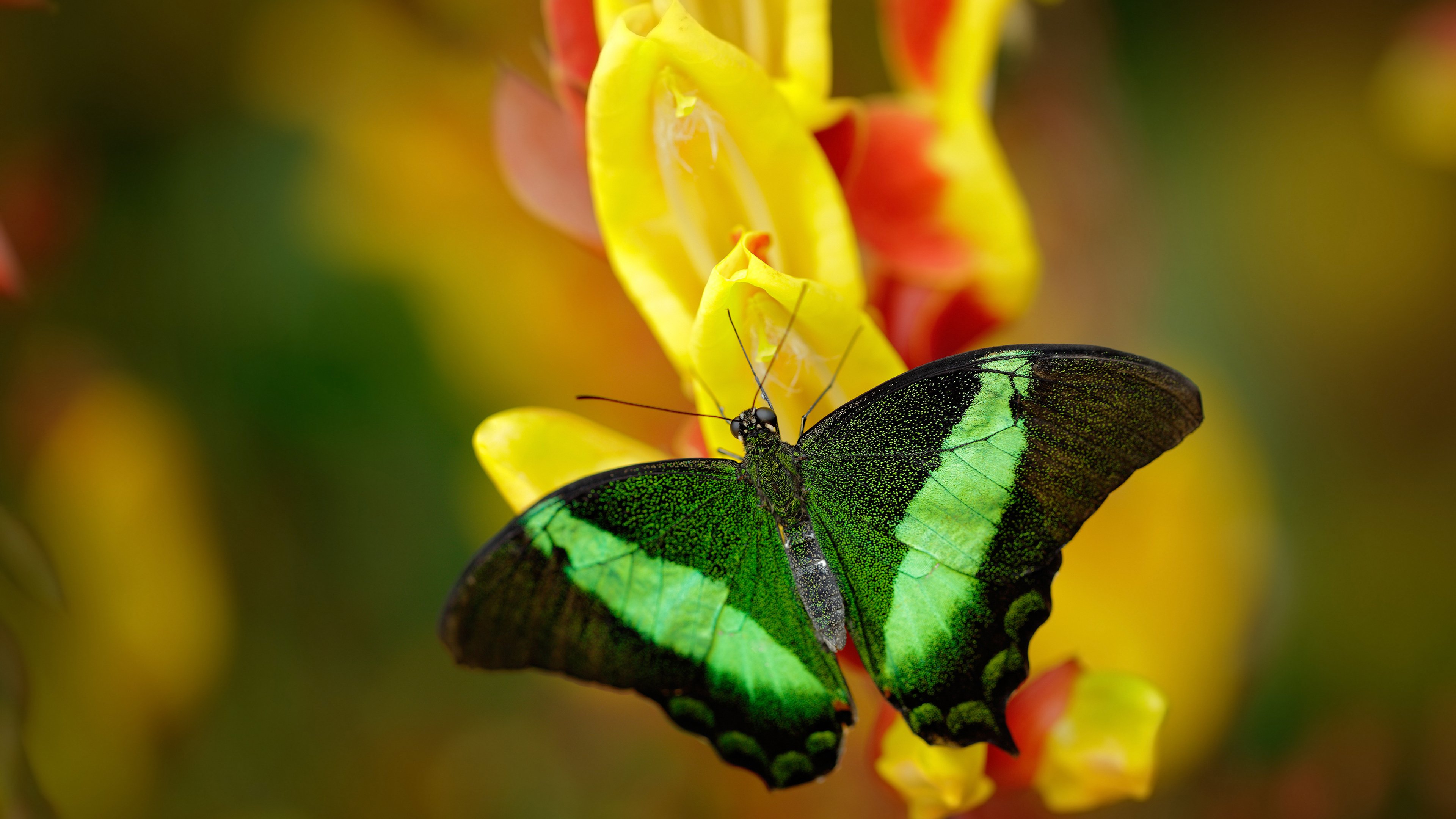 爱游戏在线-斗牛士的铁链，当楚阿梅尼在2026年勒住整个澳大利亚