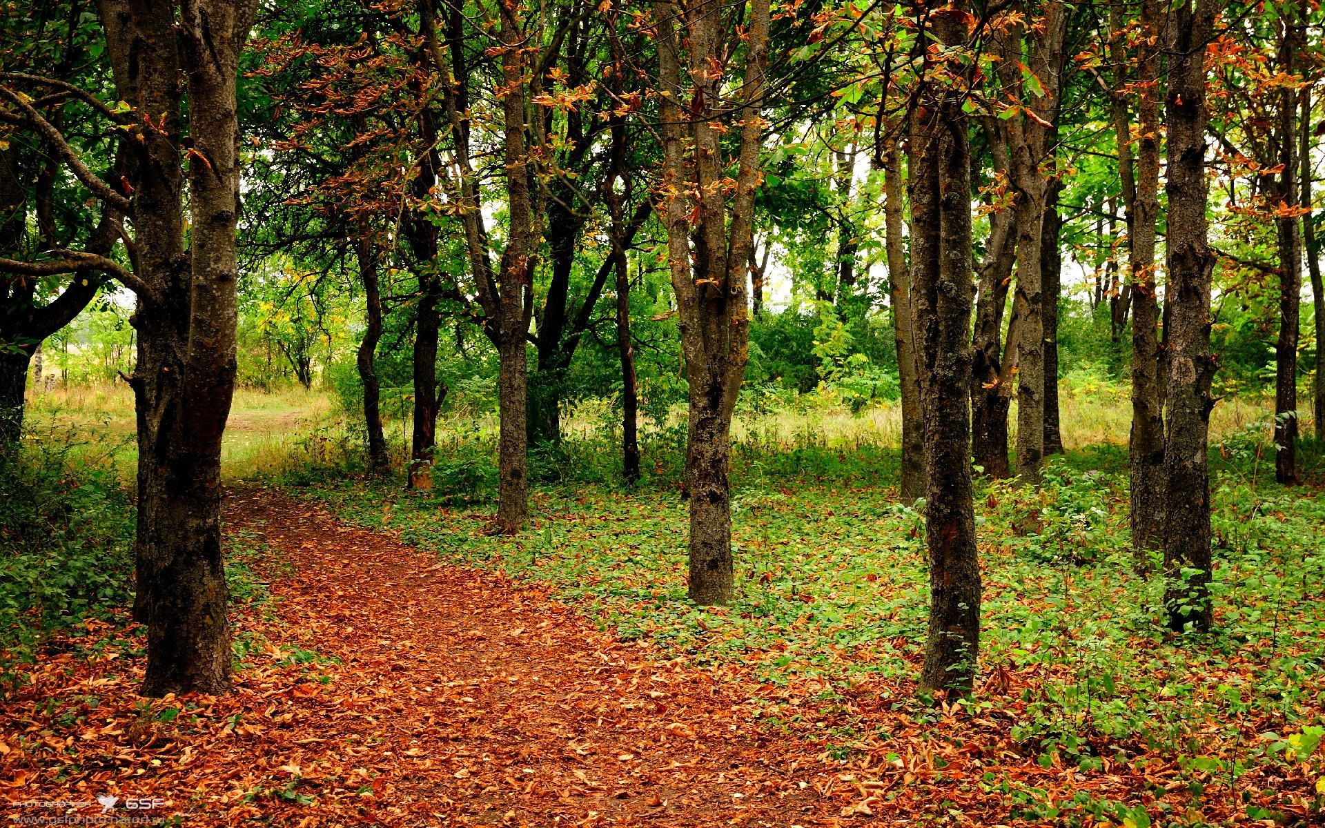 翡冷翠之箭，当阿尔瓦雷斯以文艺复兴的笔触，打穿现代足球的殿堂