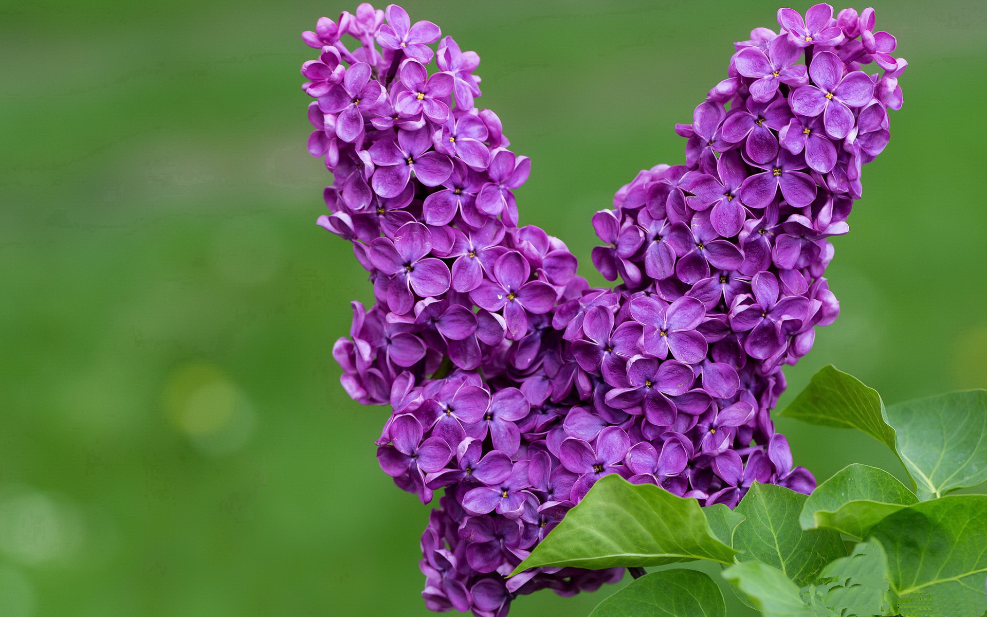 诡异之夜!击败篮网的不是快船,是2000公里外的班凯罗