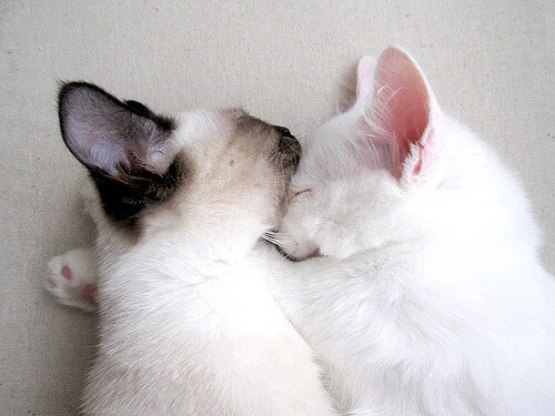 绝境独舞,史无前例的60秒与武切维奇生涯代表作