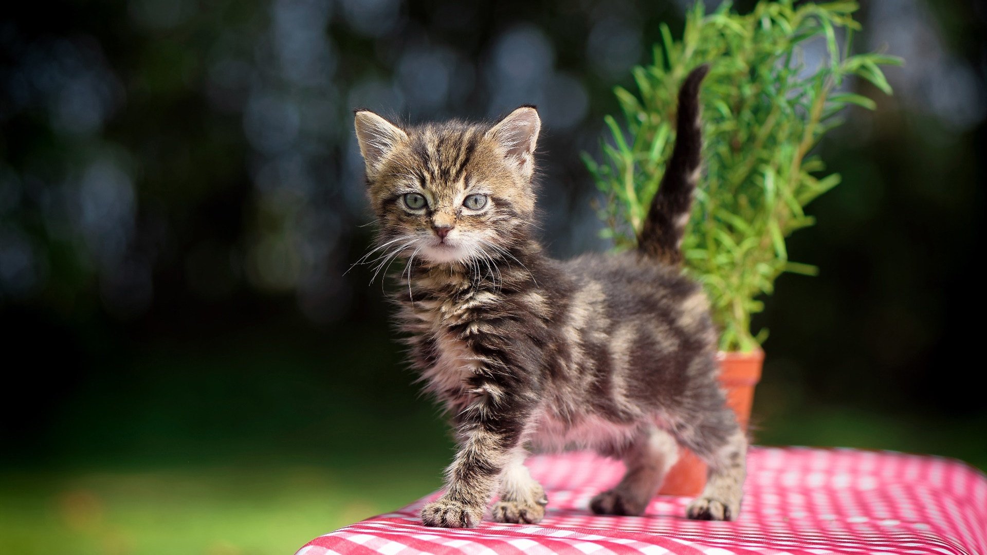 地缘隐喻与绿茵现实,当美国战舰碾过全黑王朝