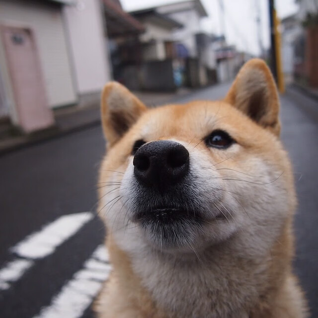 历史与沙漠的对决，当阿尔及利亚斩落乌拉圭，拉亚加冕硬仗之王